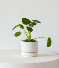 Coco Coir Pole - Image 2