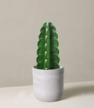 Cuddly Cactus